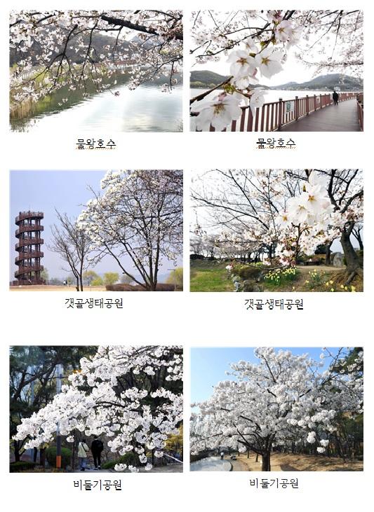 2024년4월5일 벛꽃향기 흩날리는 시흥은 온통 '봄봄봄'.jpg